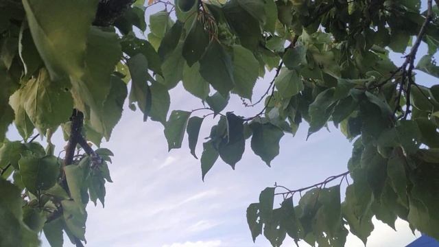 Абрикос или персик что лучше сажать. смотреть онлайн