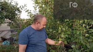 ТОП 5 СОРТОВ ЧЕРНОЙ СМОРОДИНЫ ОТ ЭКСПЕРТА