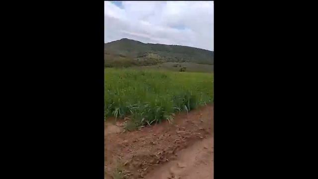 Fazenda à Venda Em Morada Nova De Minas–MG - 1250 Ha