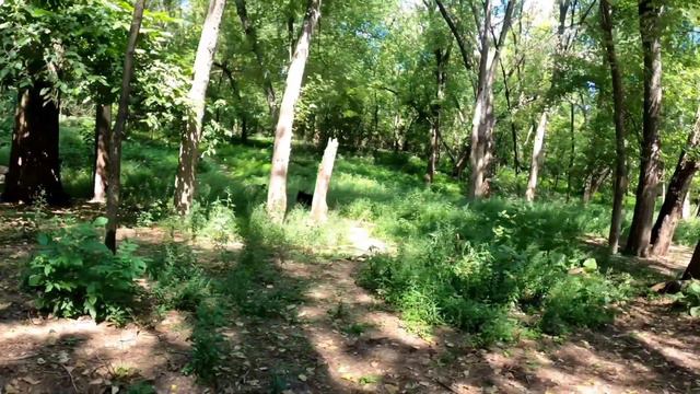 3 Legged Chihuahua VS. Lycan Shepherd смотреть онлайн