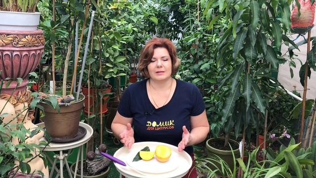 Созрел Mango 'Sensation'