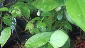 голубика  в контейнерах  в сибири