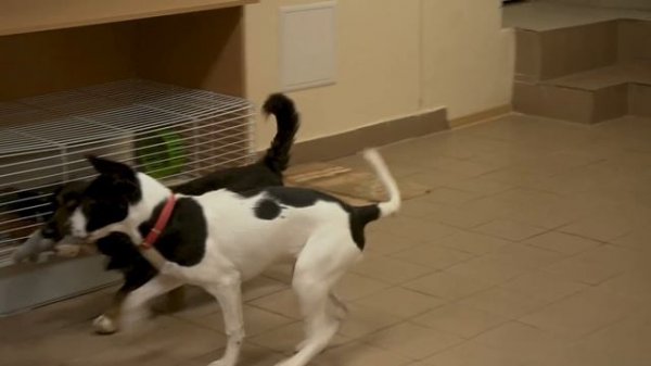 Гостиница для животных. Сколько стоит запуск? Идея для бизнеса.