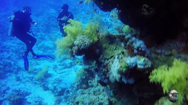SCUBA DIVING EGYPT - Reef Oasis Blue Bay Resort - Checkdive Housereef Fiddle Garden 2017 смотреть онлайн