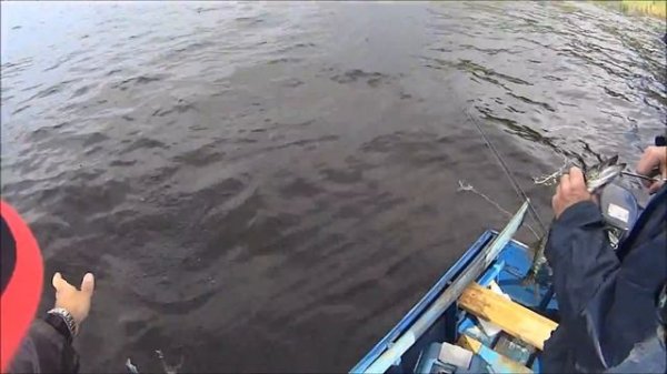 Lucky Craft POINTER 78SP. Ловим щуку в Карелии