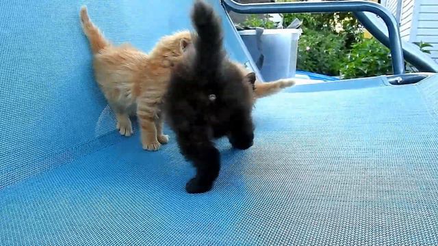 #Cat_TV, Кошачьи разговоры, #Рыжий_кот, Cats Talking, Interactive Tv, #Siberian_cats  #Ginder_cat