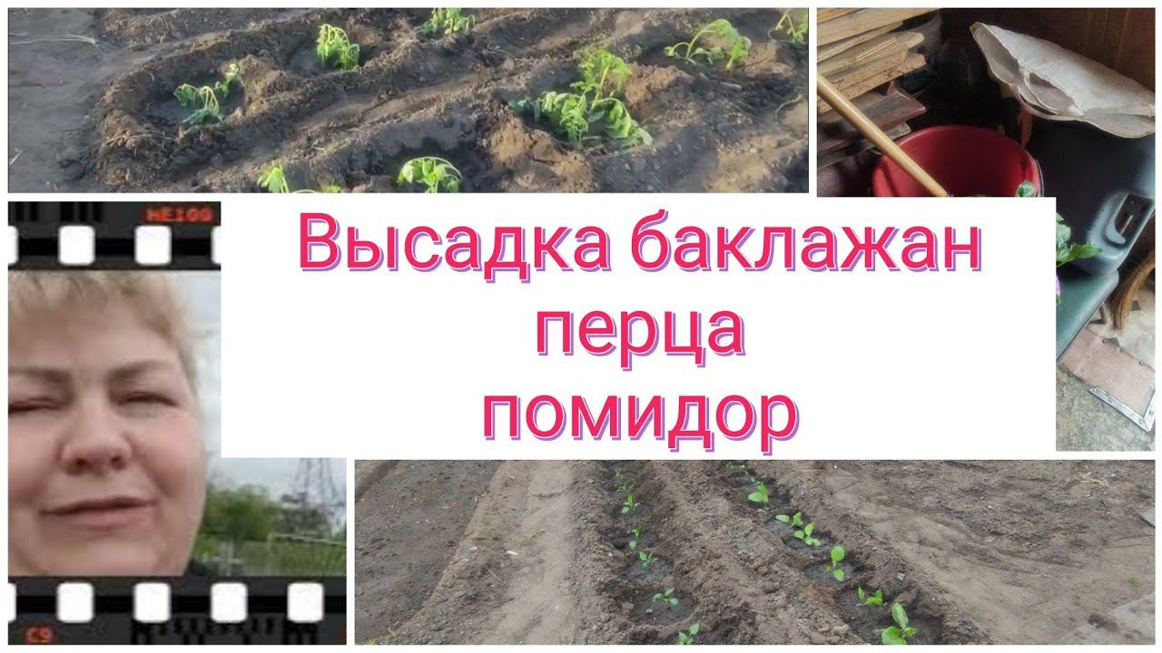 НЕТ ПОГОДЫ раССада ЧАХНЕТВЫСАДИЛА перец,баклажаны,чАстЬ помидор