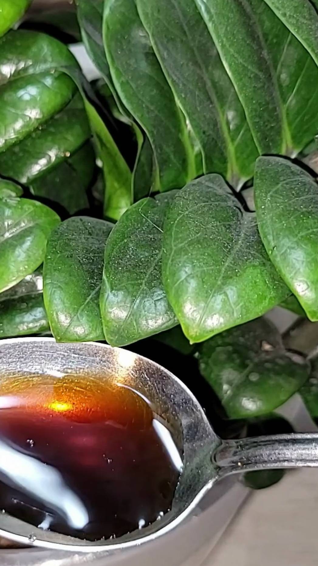 ДАЙТЕ ЭТО ЗАМИОКУЛЬКАСУ, ЭТО НАТУРАЛЬНОЕ УДОБРЕНИЕ ЗАСТАВЛЯЕТ проснуться новые листья смотреть онлайн