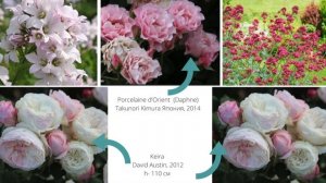 Схема посадки розария в сиренево-желто-розовом цвете. Практический урок от ландшафтного дизайнера.