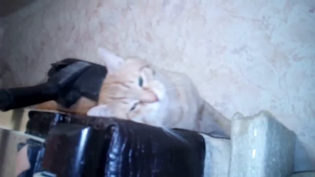 Котэ поломался 2 смотреть онлайн