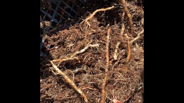 Маточный корень ежевики Блек Джем смотреть онлайн