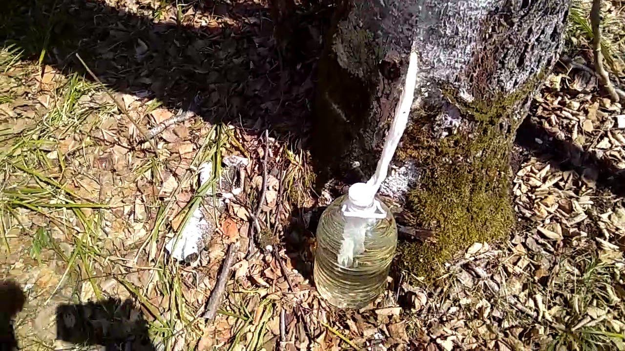 сбор березового сока смотреть онлайн