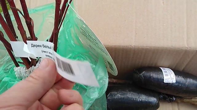 Покупки для сада. Обзор растений. смотреть онлайн