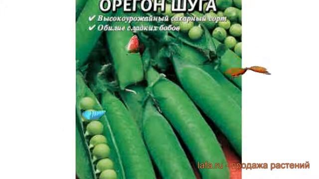 Горох овощной Орегон шуга (oregon Shuga) ? Орегон шуга обзор: как сажать, семена гороха Орегон шуга