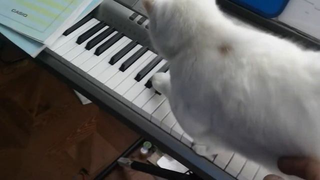 Котик Василий осваивает синтезатор, продолжение смотреть онлайн