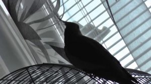 КОРЕЛЛА ГОВОРИТ / МОЙ ГОВОРЯЩИЙ ПОПУГАЙ