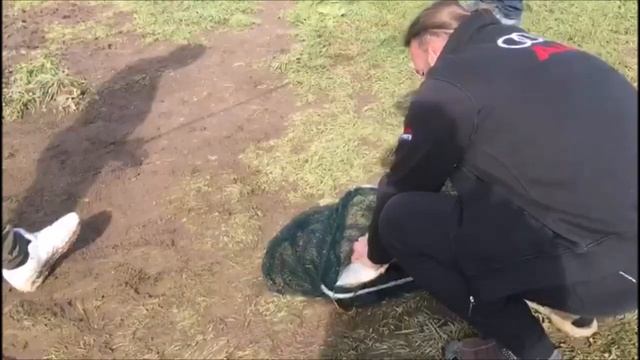 Ловим карпа по всему сектору!! Клевое место, д. Савельево смотреть онлайн