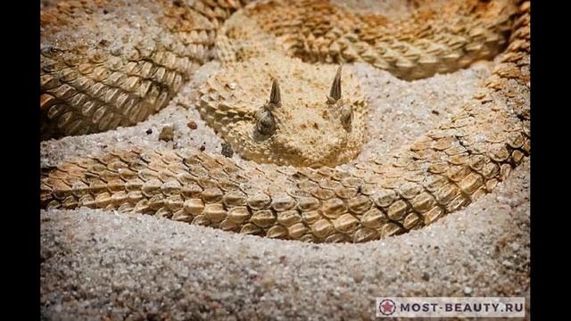 САМЫЕ КРАСИВЫЕ ЗМЕИ МИРА. смотреть онлайн
