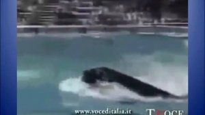 Косатка реально убивает человека, это не похоже на игру