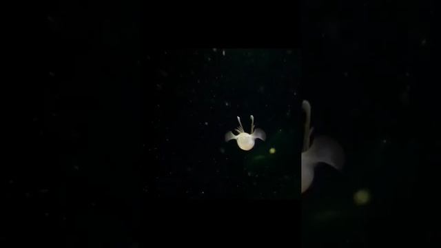 Морской ангел (моллюск), Океан, это Я!!!! смотреть онлайн