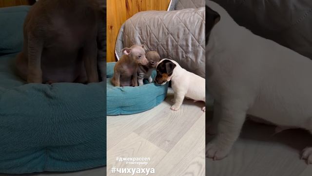 Чихуахуа и тойтерьер знакомятся с малышом Джек Расселом #чихуахуа #тойтерьер #джекрасселтерьер смотреть онлайн
