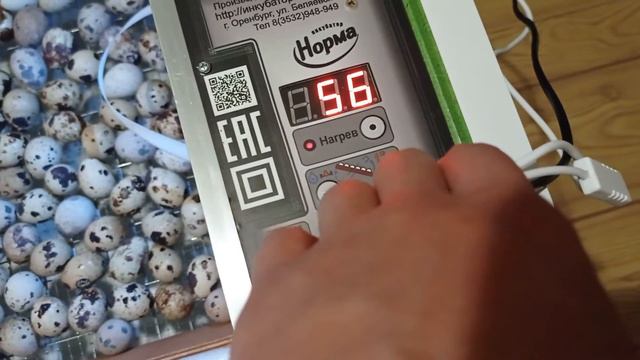 На вывод перепелов в Норме Урал смотреть онлайн