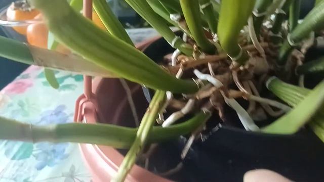 Накратко за: червена катлея, безименна / Briefly About: No ID Red Cattleya