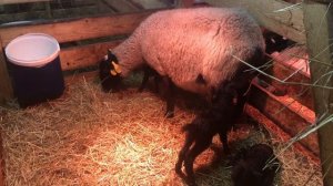 Сколько ягнят рожают романовские овцы?