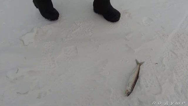 Рыбалка на глубинного омуля и что делать когда не клюёт!!! байкал, омуль на 1 кг! смотреть онлайн