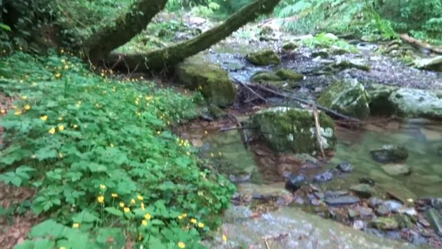 Сочи. Авторский Экотур "Мифы и придания Агурского ущелья." 08.05.2017. смотреть онлайн