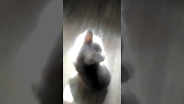 Где муха? смотреть онлайн