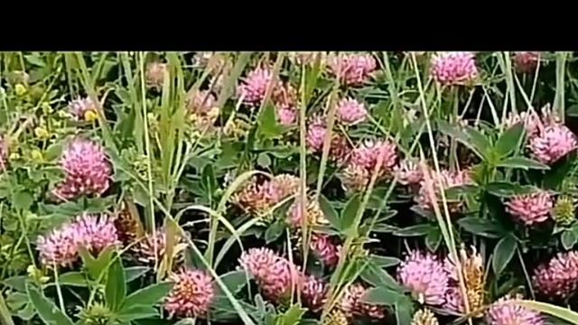 Клевер луговой полевое растение для чистки сосудов головного мозга. Как пить красный клевер для очи смотреть онлайн