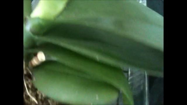 Onc. Sweet Sixteen 'Elegant' Blooming, Keikis and My Sick Phals'. смотреть онлайн