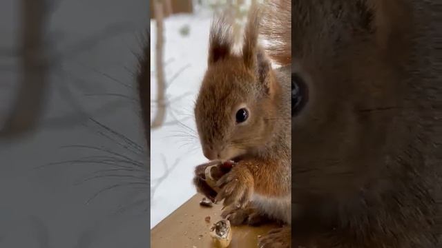 Дача в лесу/ Лесная гостья/ Завтрак