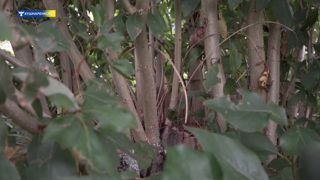 Кронирование тополей смотреть онлайн