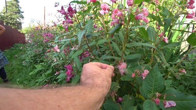 Влог: Дачные приключения / Моемся в бане, едим ягоду и отдыхаем смотреть онлайн
