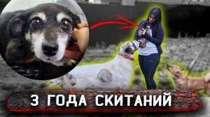 Собаку, весом 4 кг сбивала машина. Скитание на улице. Спасение, купание, уход, вкусняшки ,операция.