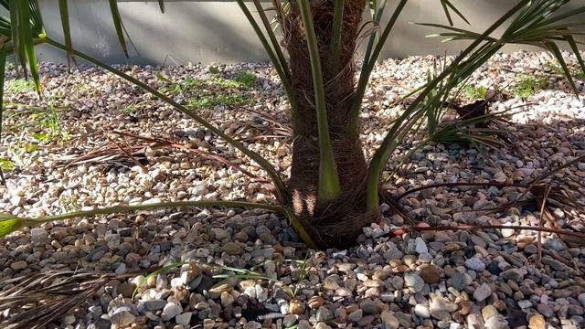 Palmy Trachycarpus fortunei, butia capitata, brahea armata, washingtonia robusta,phoenix canariensi смотреть онлайн