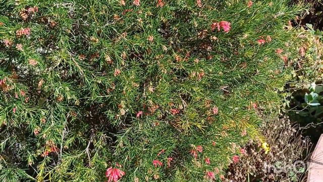 Олины Истории🏜 Влог #227💮🐝Цветов все больше! Моя Цветная капуста! Начала чистки сада урааа! смотреть онлайн