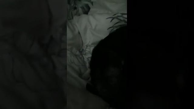 Целовать - не надо? Гладить - надо?) смотреть онлайн