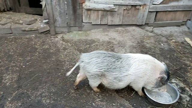 Вьетнамские свиньи. разведение( Кормление) смотреть онлайн