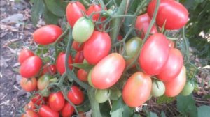 ТОМАТ ЧИО ЧИО САН - ЗАСУХО И БОЛЕЗНЕУСТОЙЧИВЫЙ МЕЛКОПЛОДНЫЙ ИНДЕТЕРМИНАНТНЫЙ СОРТ