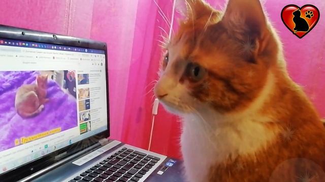 Если кот любит сидеть у компьютера, значит в прошлой жизни он был программистом. смотреть онлайн