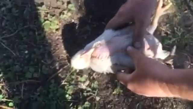 Дрессированный цыпленок смотреть онлайн