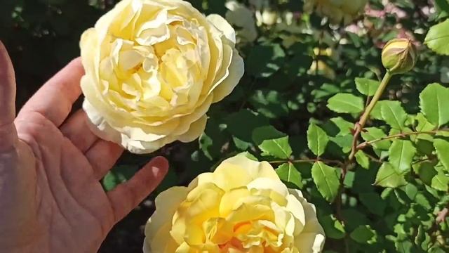 Сорта роз, цветущие в моем саду 20 июня 2021года. смотреть онлайн