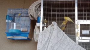 Вылупились птенцы у канарейки. Отсадил кенара.