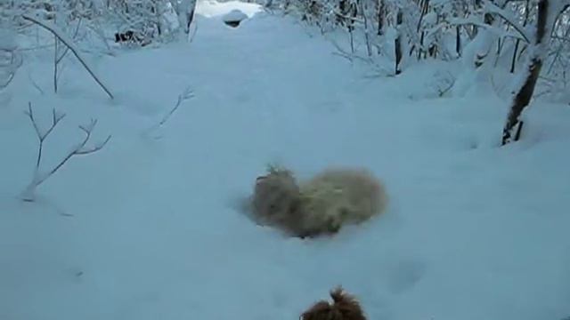 Питомник "ЦВЕТ ХИБИН" русские цветные болонки. смотреть онлайн