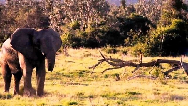 СЛОН ПРОТИВ НОСОРОГА - Эпичные битвы животных HD смотреть онлайн