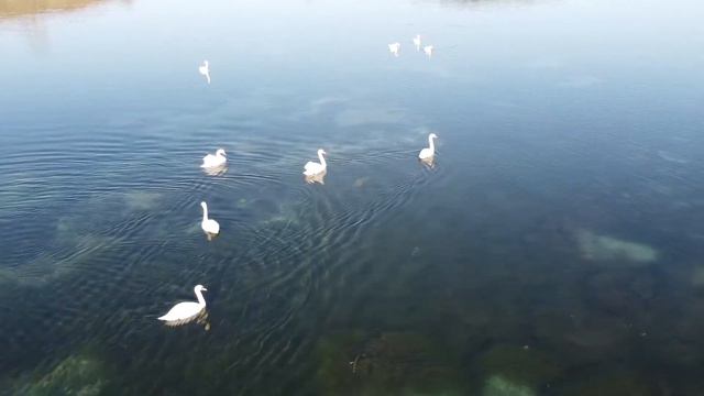 Лебеди ранней весной. Пермский край смотреть онлайн