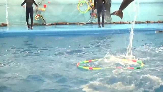 Вот Почему ДЕЛЬФИНЫ Страшнее, Чем Акулы... смотреть онлайн